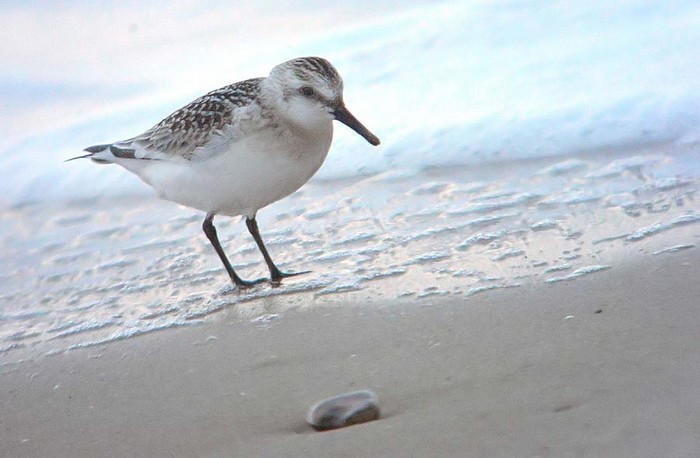 Sanderling