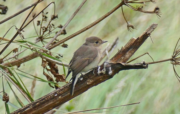 Red-breasted Flycatcher