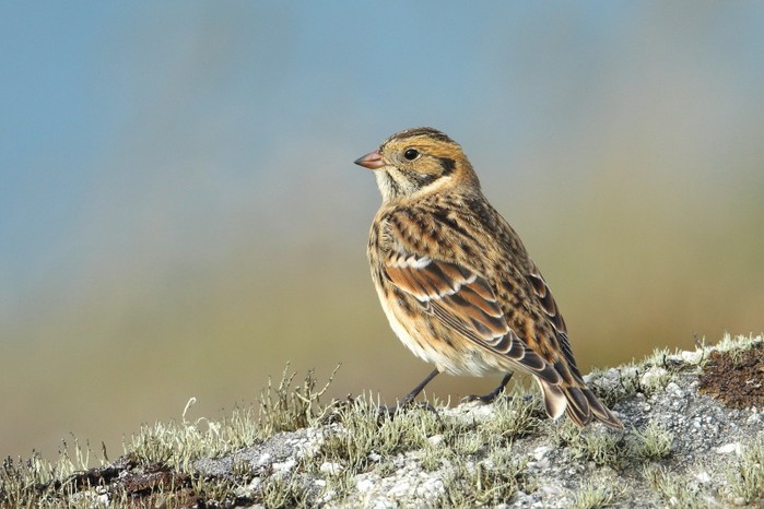 Lapland Bunting