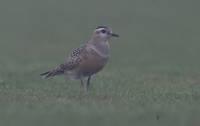 Dotterel