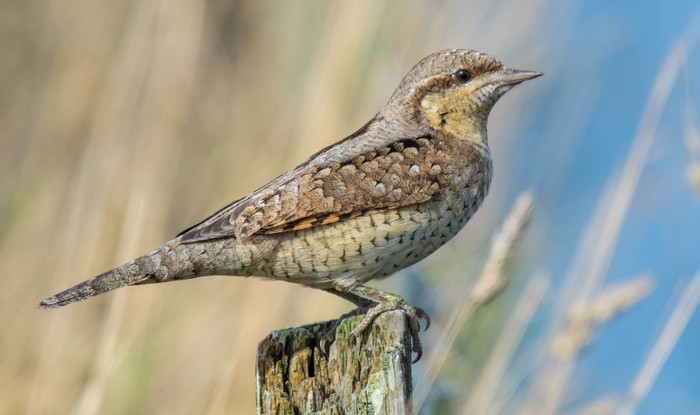 Wryneck