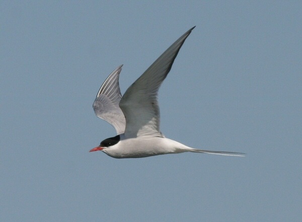 Arctic Tern