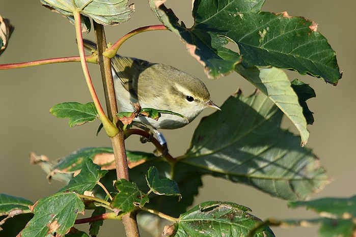 Greenish Warbler