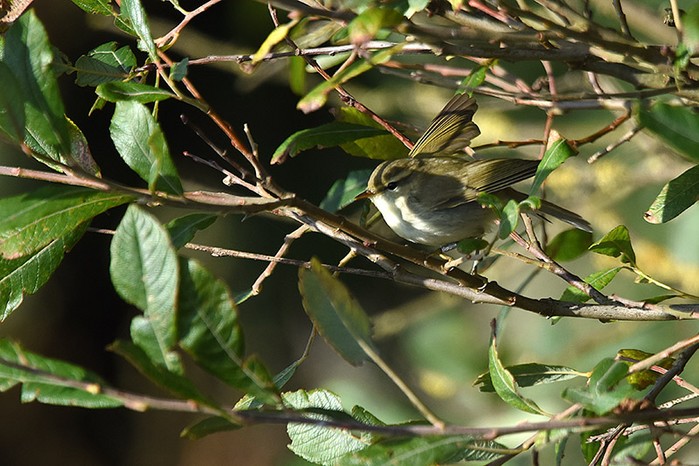 Greenish Warbler