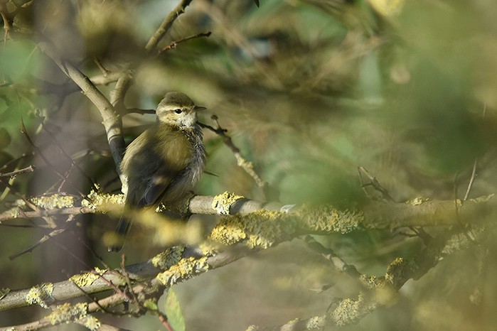 Greenish Warbler