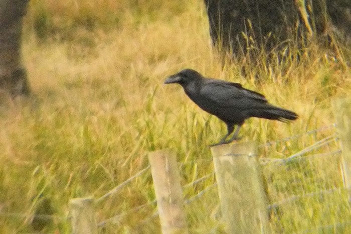 Raven