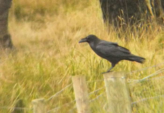 Raven