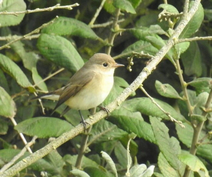 Red-breasted Flycatcher