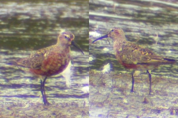 Curlew Sandpiper