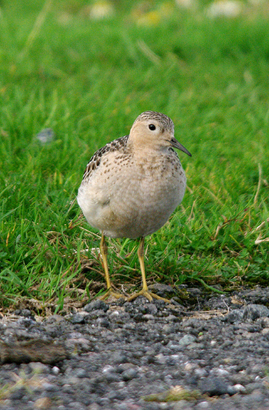 Buff-breasted Sandpiper