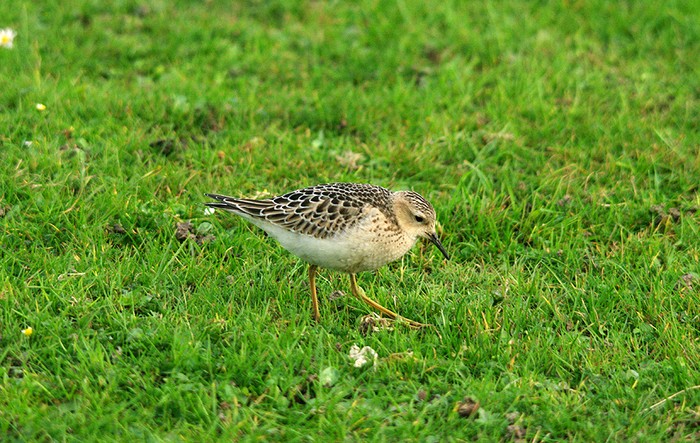 Buff-breasted Sandpiper