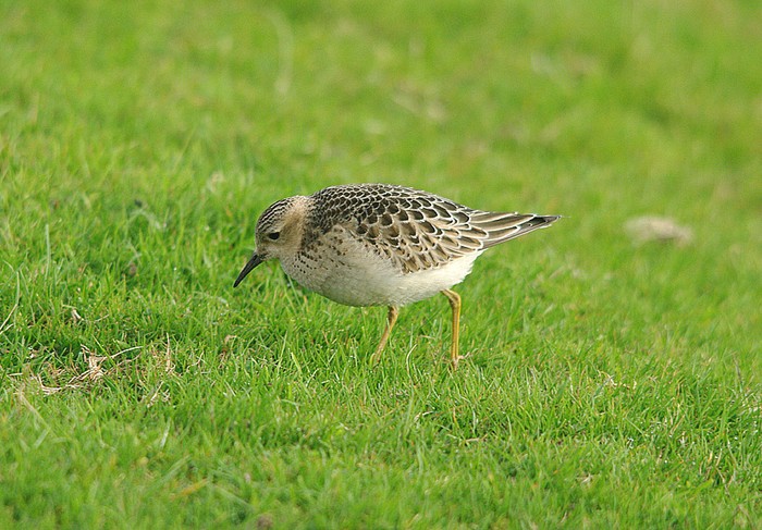 Buff-breasted Sandpiper