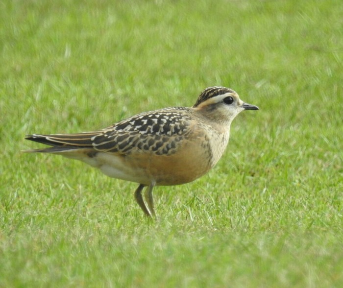 Dotterel