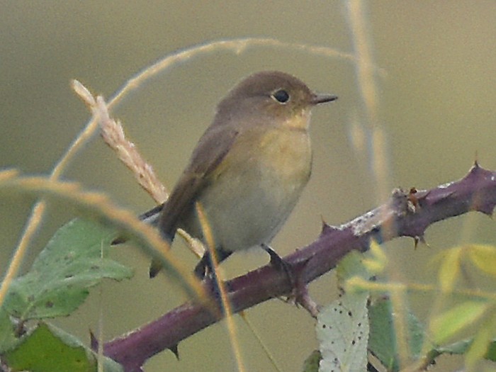 Red-breasted Flycatcher