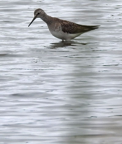Lesser Yellowlegs