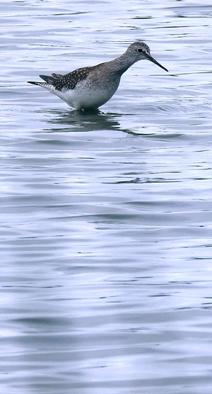 Lesser Yellowlegs