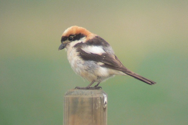 Woodchat Shrike