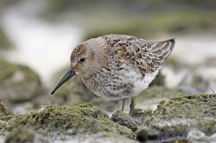 Dunlin