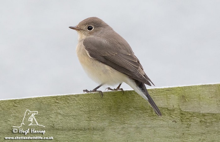 Red-breasted Flycatcher