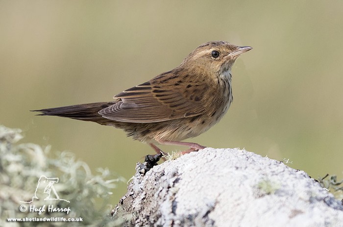 Lanceolated Warbler