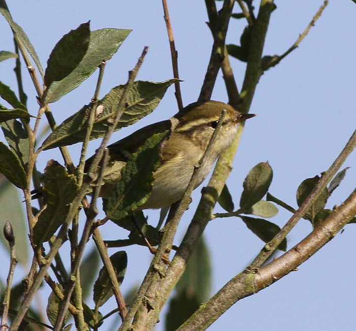 Yellow-browed Warbler