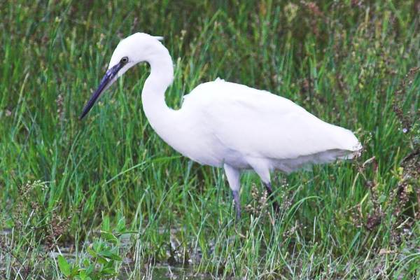 Little Egret