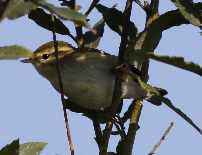 Yellow-browed Warbler