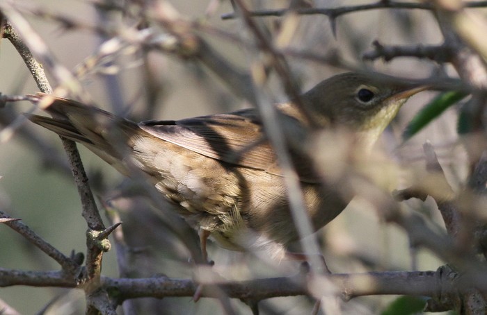 Grasshopper Warbler