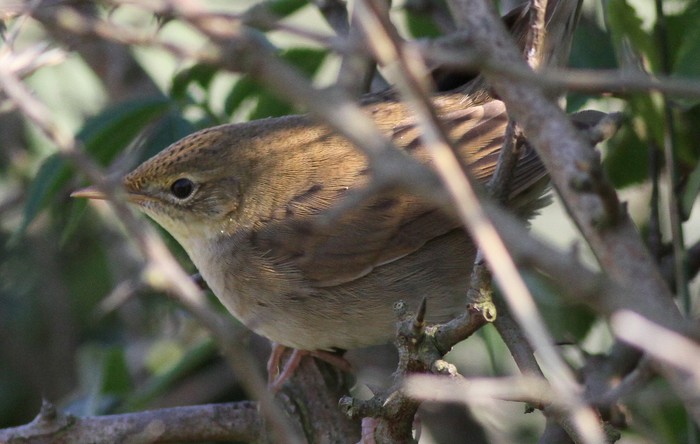 Grasshopper Warbler