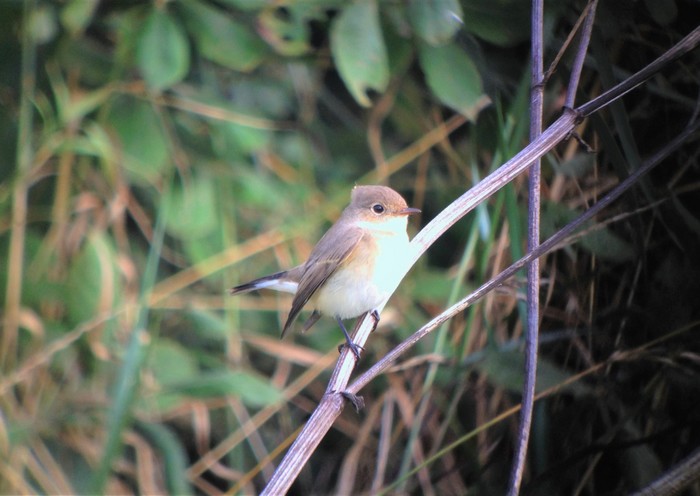 Red-breasted Flycatcher