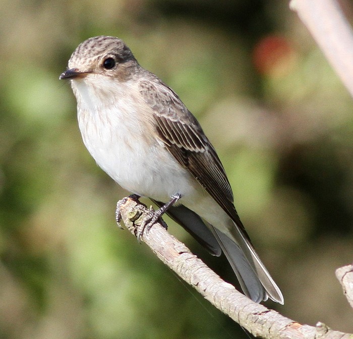 Spotted Flycatcher