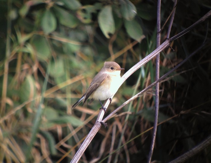 Red-breasted Flycatcher