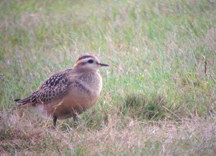 Dotterel