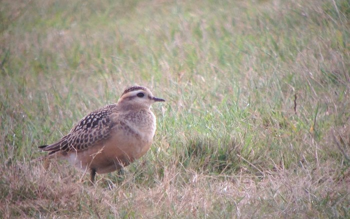 Dotterel