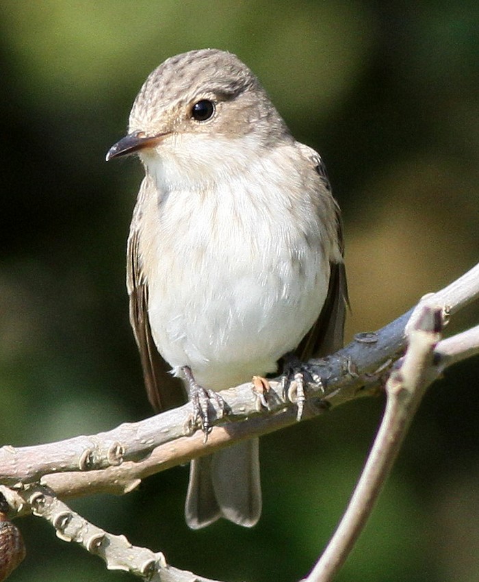 Spotted Flycatcher