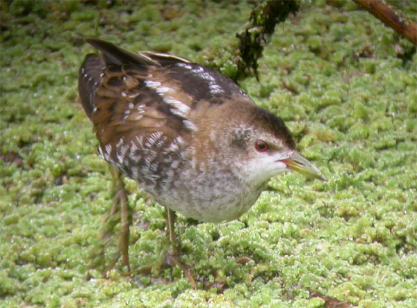 Little Crake