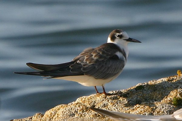 Black Tern