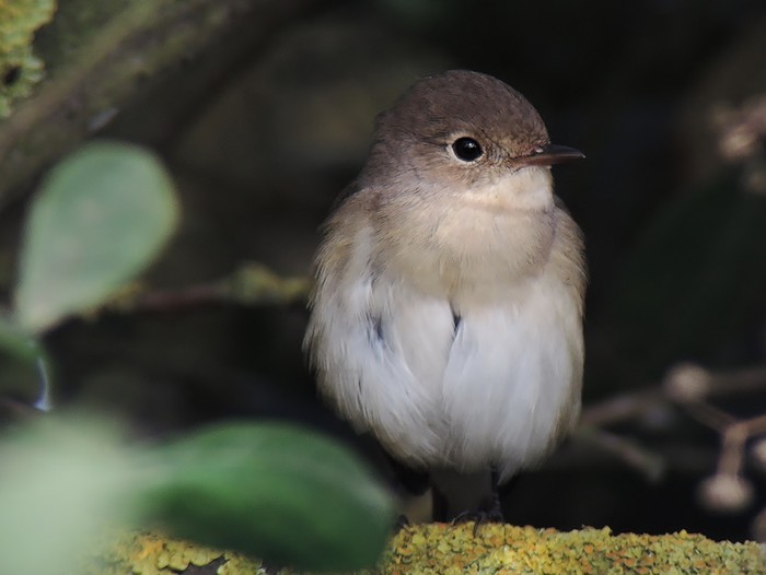 Red-breasted Flycatcher