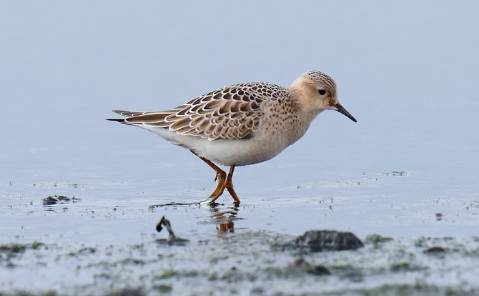 Buff-breasted Sandpiper
