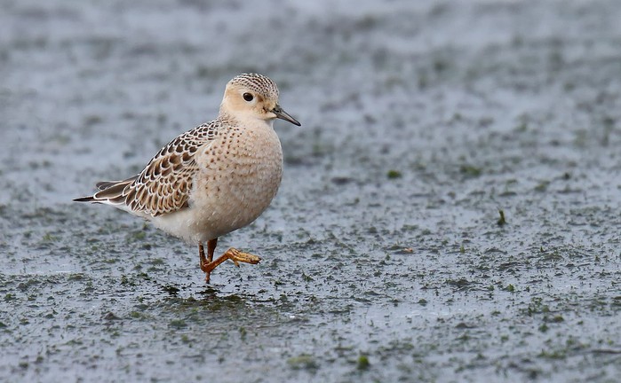 Buff-breasted Sandpiper