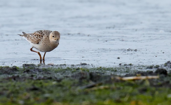 Buff-breasted Sandpiper