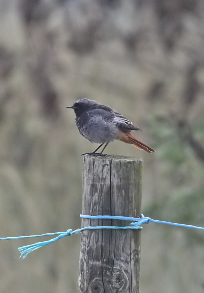 Black Redstart