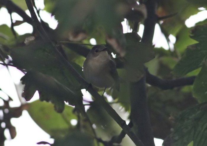 Red-breasted Flycatcher
