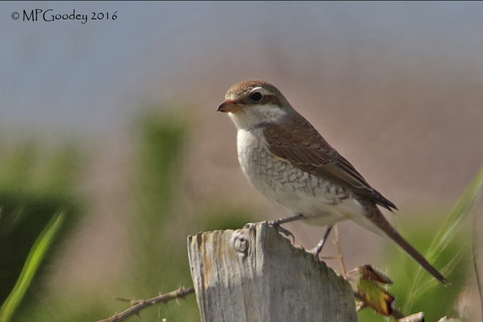 Red-backed Shrike
