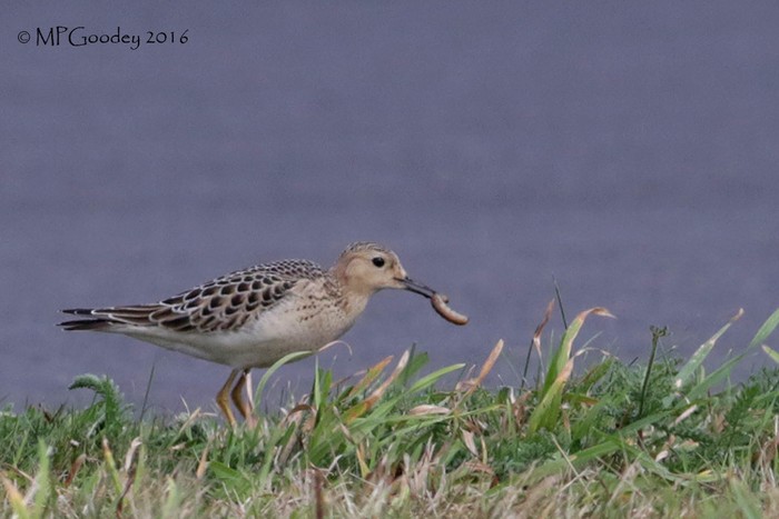 Buff-breasted Sandpiper