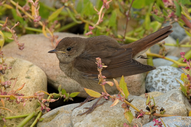 Thrush Nightingale