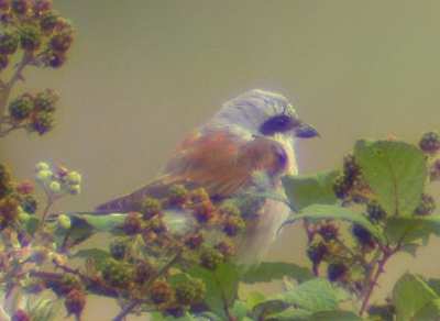 Red-backed Shrike