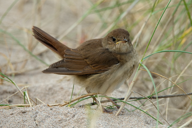 Thrush Nightingale