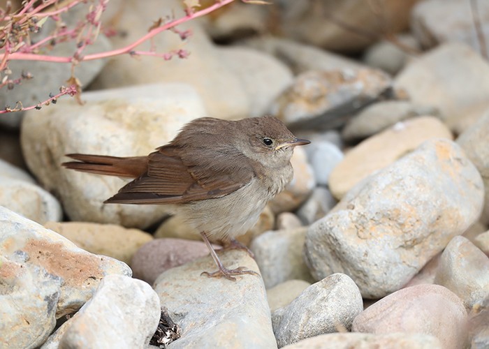 Thrush Nightingale