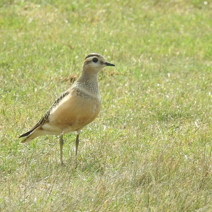 Dotterel